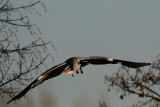 Grey Heron in Flight