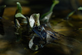 Common Frog