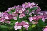 lace-caps