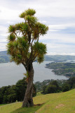 cabbage tree