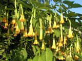 yellow bells