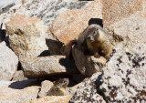 Yellow-bellied marmot  (<I>Marmota flaviventris</I>)