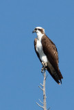 Osprey 2