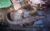 Crocodile