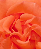 Rosepetals2.jpg