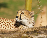 JS125708a.jpg