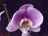 JS171276.JPG