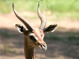 Gerenuk.jpg
