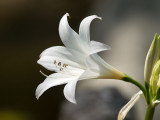 JS146146.jpg