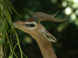 Gerenuk.jpg