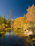 Sierra Fall Color