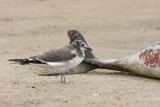 Trnms (Larus sabini) Sabines Gull