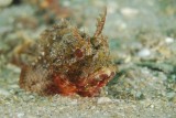 Scorpion Fish