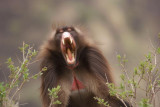 Gelada Baboon male yawning Derba 14 Jun 08 Low Res 5.JPG