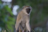 235. Vervet Monkey (Awash).JPG