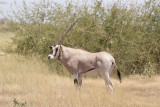 276a. Beisa Oryx Awash (27 Sep 08) 10.JPG