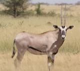 276a. Beisa Oryx Awash (27 Sep 08) 9.JPG