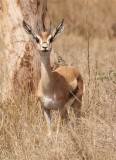 277a. Grants Gazelle yearling 1 (Langano).JPG