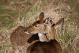 280. Mountain Nyala 7 (Dinsho 22 Apr 08).JPG