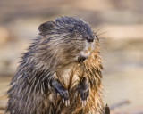 IMG_5769beaver.jpg