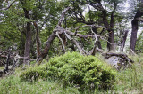 Woods near Gray Lake