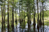 Swamp by Lake Martin