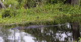 Alligator Swimming by Moorhen