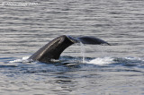 Humpback Whale Diving in Auke Bay, Juneau