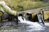 Salmon Swimming Up at Hatchery near Ketchikan