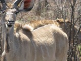 Kudu lady