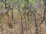Male Kudu, well hidden