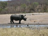 White rhino black from the mud