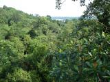 The view from the tree-top bridge