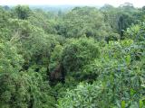 The view from the tree-top bridge