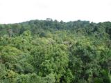 The view from the tree-top bridge