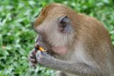 MacRitchie Reservoir