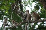 MacRitchie Reservoir