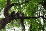 MacRitchie Reservoir