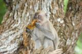 MacRitchie Reservoir