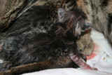 Just born and very wet still<br>Blue classic tabby