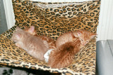 Tuzz first litter - S*Harimaus 2003