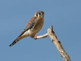 Sparrow Hawk