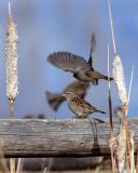 Sparrows