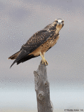 Animated Hawk