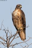 Red Tail Hawk