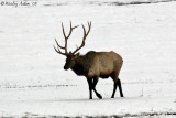 The Lone Elk