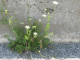 Weed By The Wall