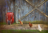 Chickens & Wheelbarrow