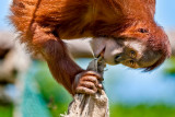Orangutan chewing a sack!