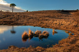 Forest pool and reeds